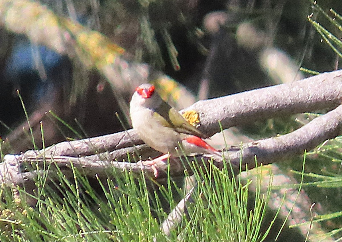 Red-browed Firetail - ML645097786