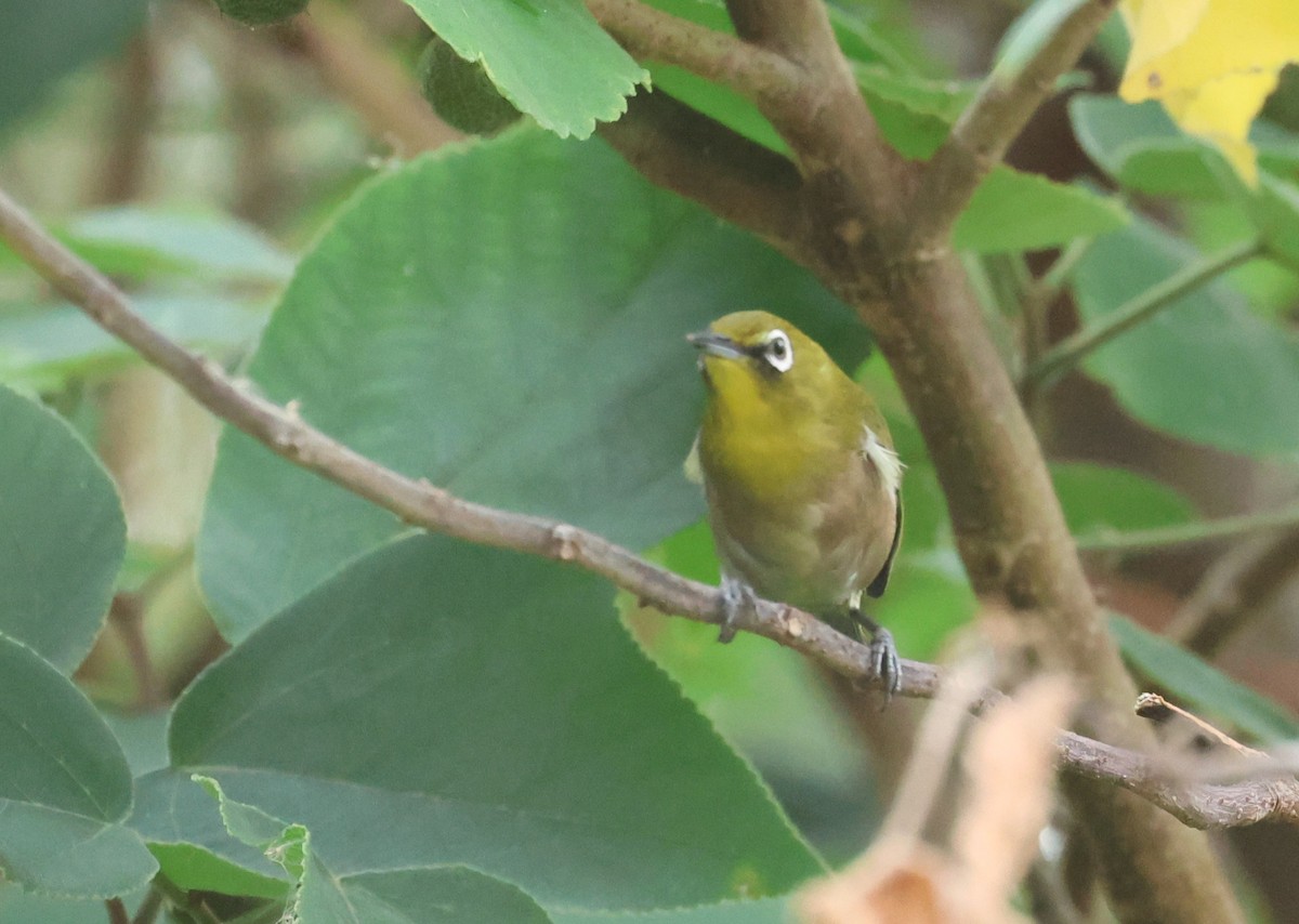 Warbling White-eye - ML645097787
