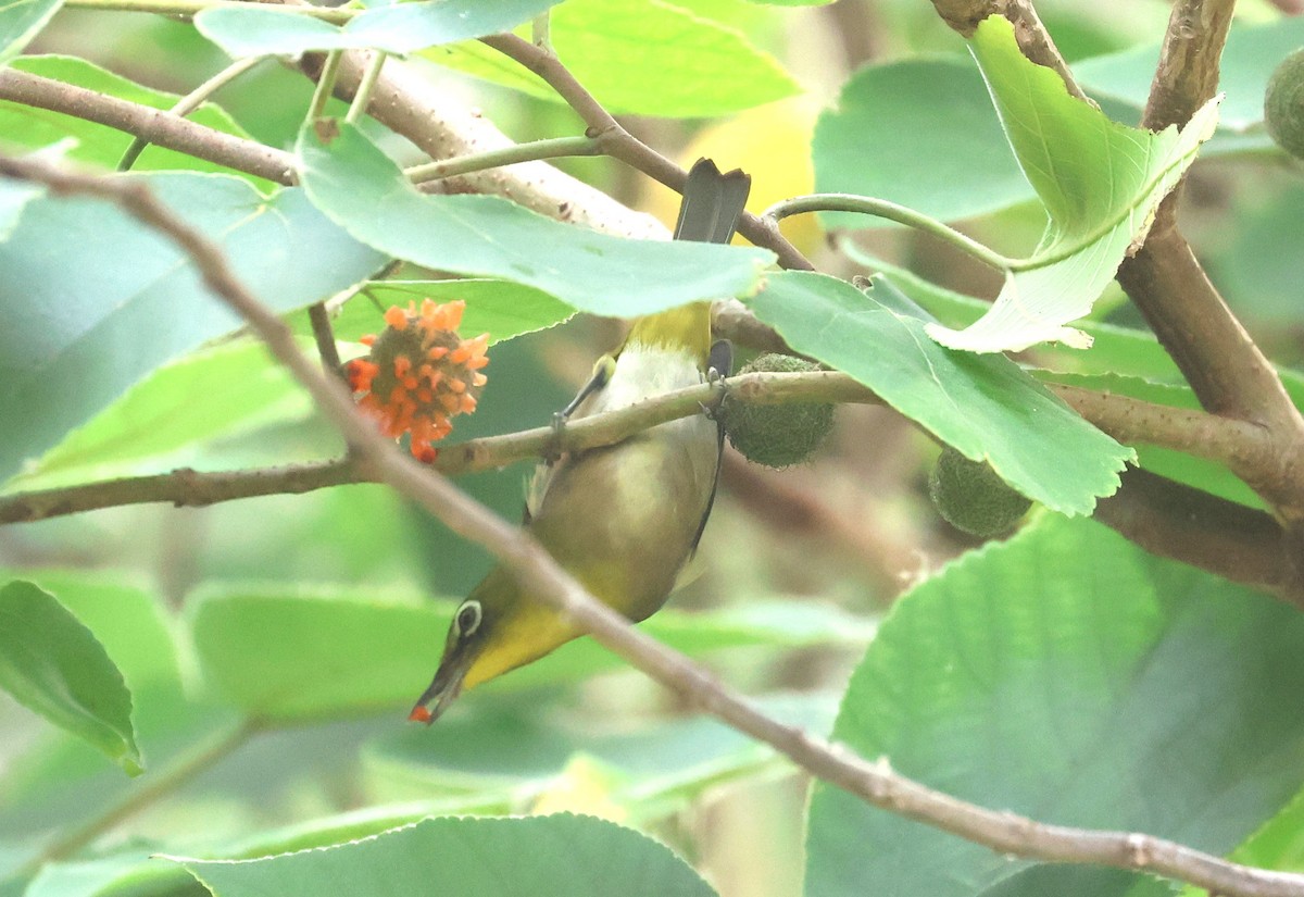 Warbling White-eye - ML645097788