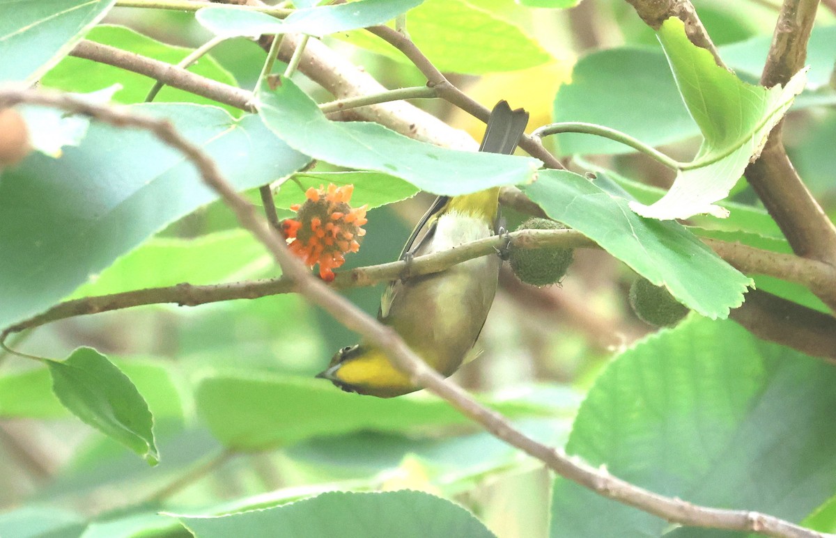 Warbling White-eye - ML645097789