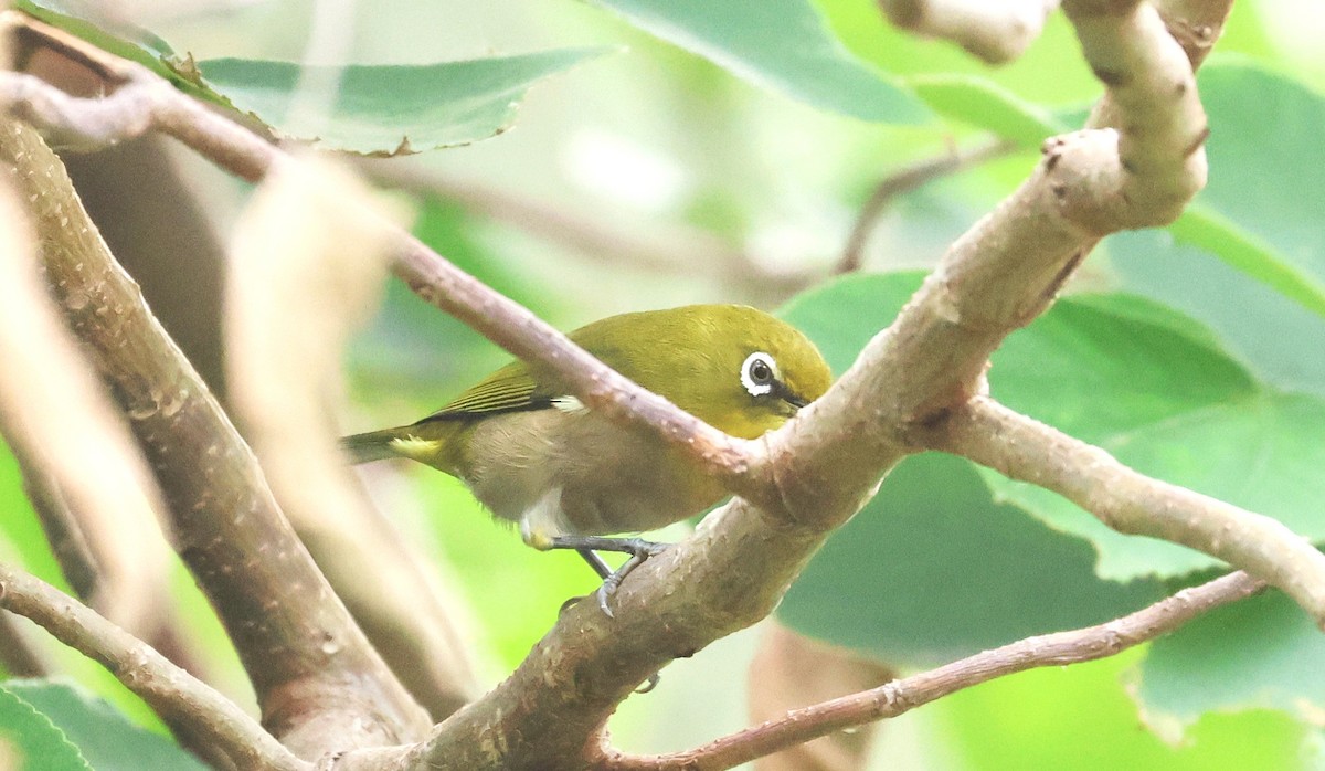 Warbling White-eye - ML645097790