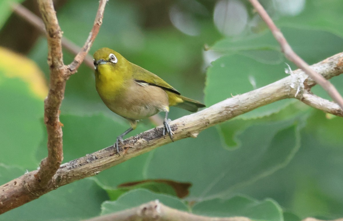 Warbling White-eye - ML645097791