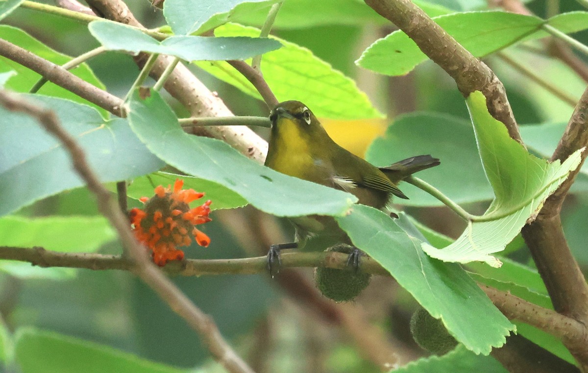 Warbling White-eye - ML645097792