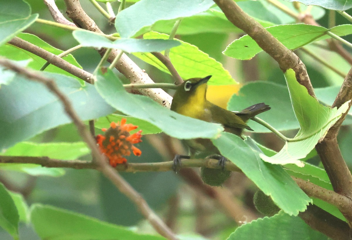 Warbling White-eye - ML645097793