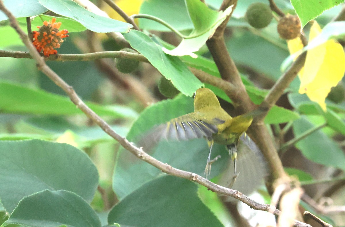 Warbling White-eye - ML645097794