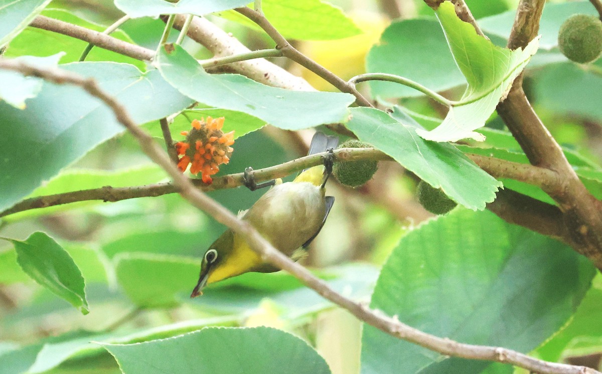 Warbling White-eye - ML645097795