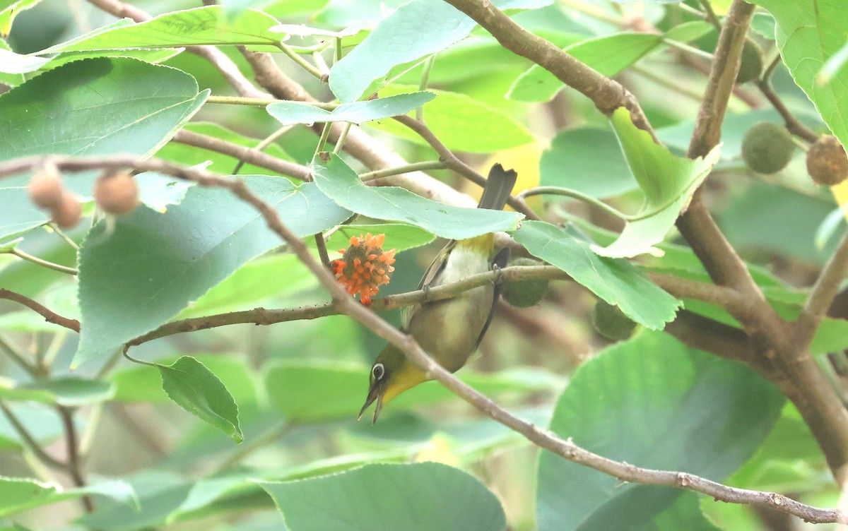 Warbling White-eye - ML645097796