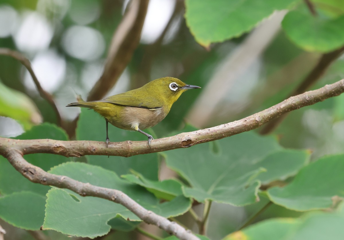 Warbling White-eye - ML645097797