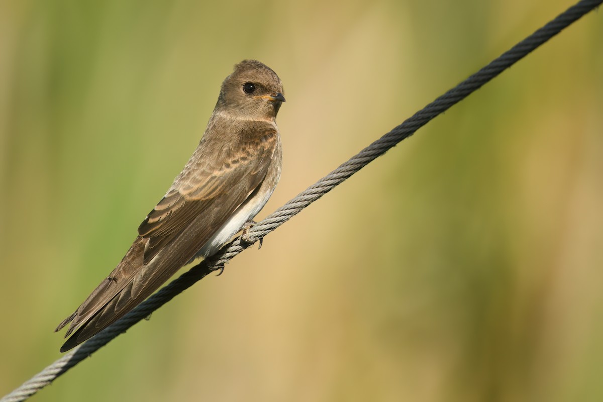 brunsandsvale - ML645097804