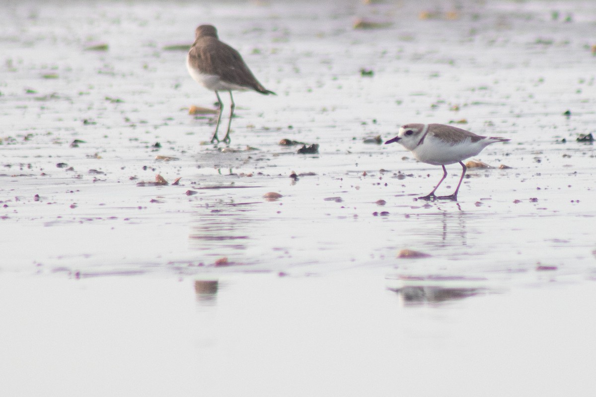White-faced Plover - ML645097809