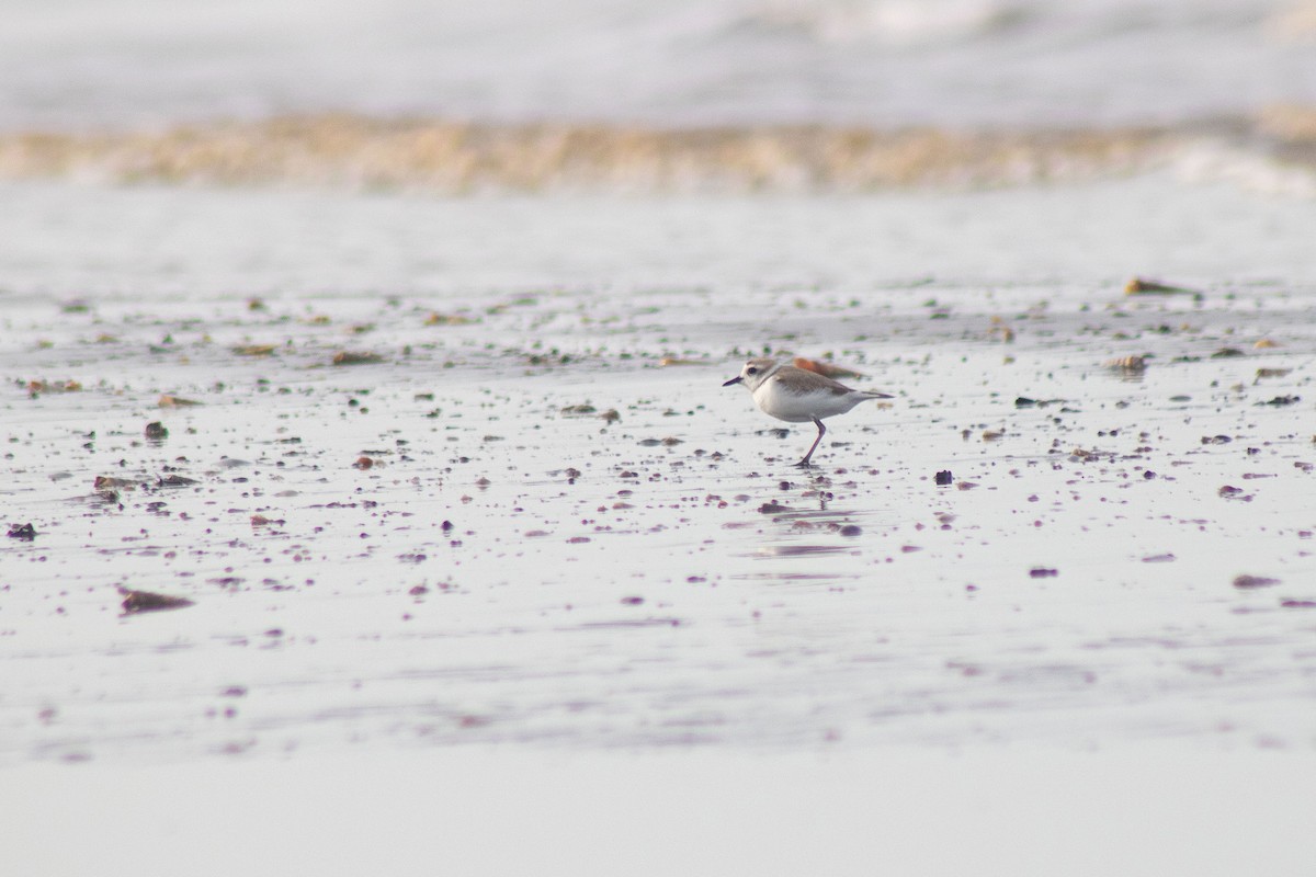 White-faced Plover - ML645097810