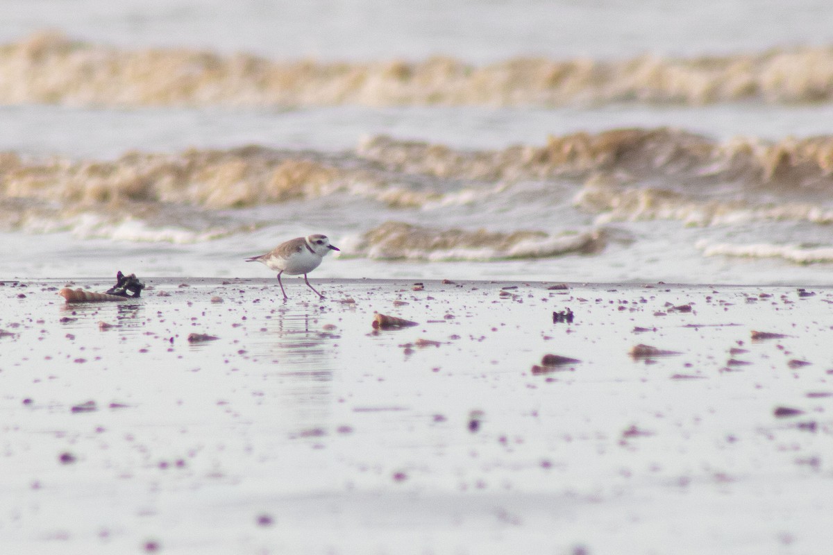 White-faced Plover - ML645097811