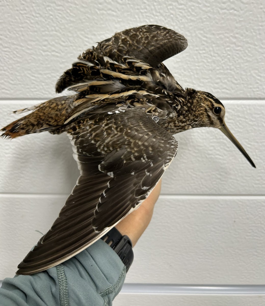 Common Snipe - ML645097826