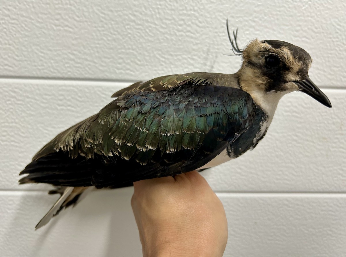 Northern Lapwing - ML645097831