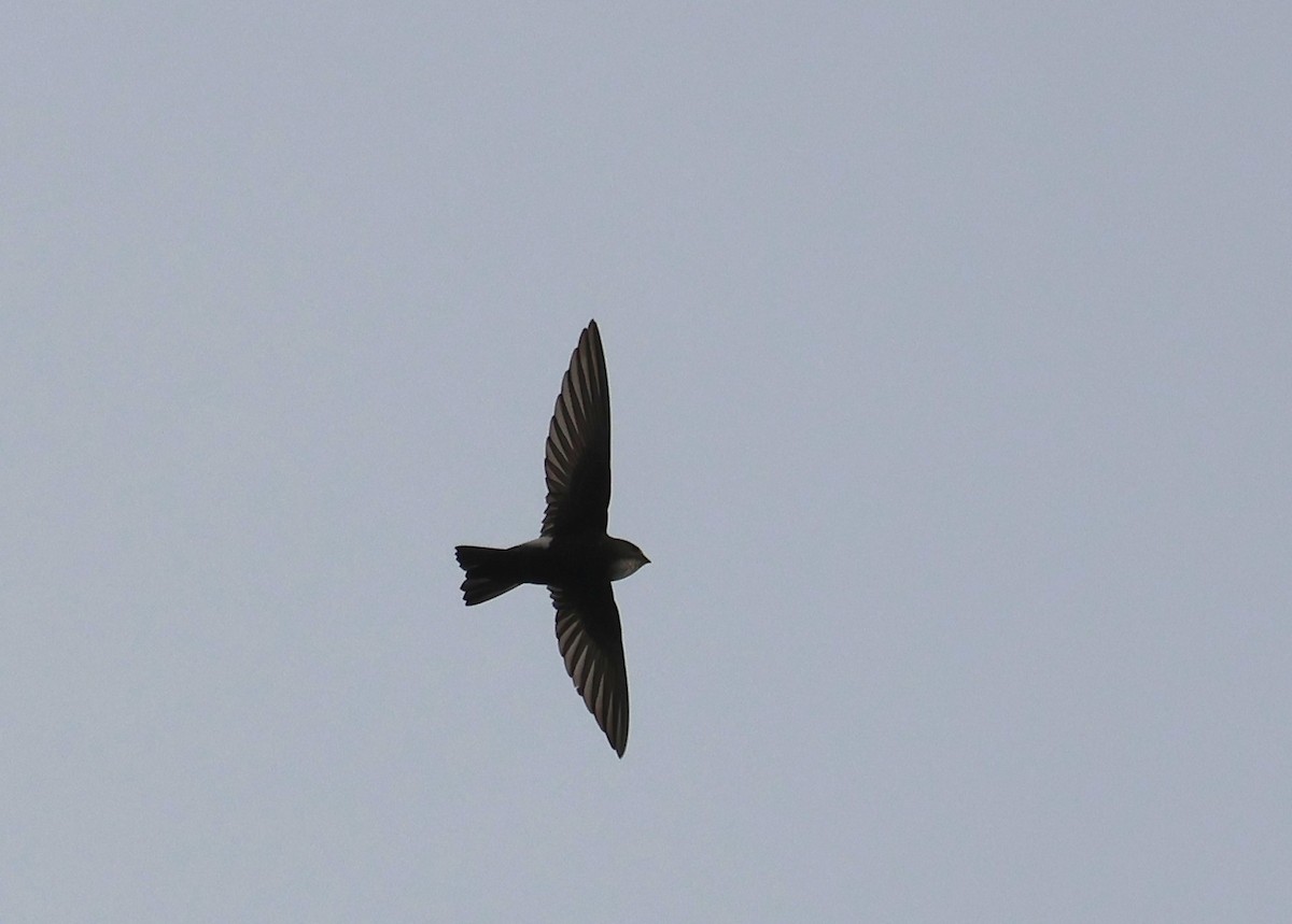 House Swift - ML645097856