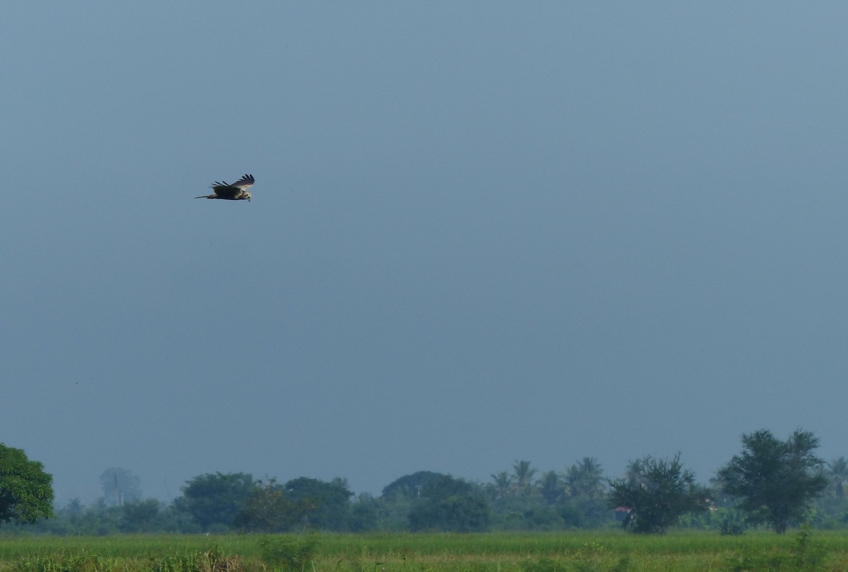 Eastern Marsh Harrier - ML645097859