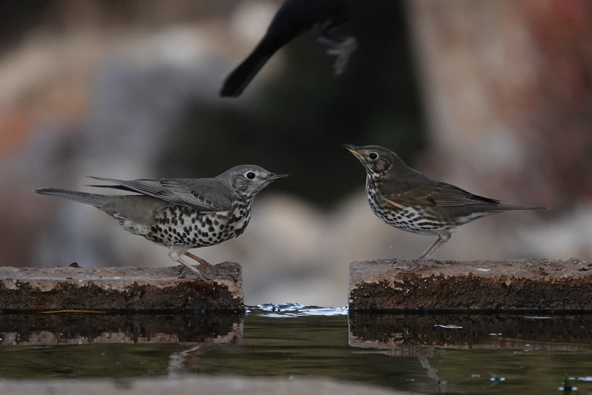 槲鶇 - ML645097862