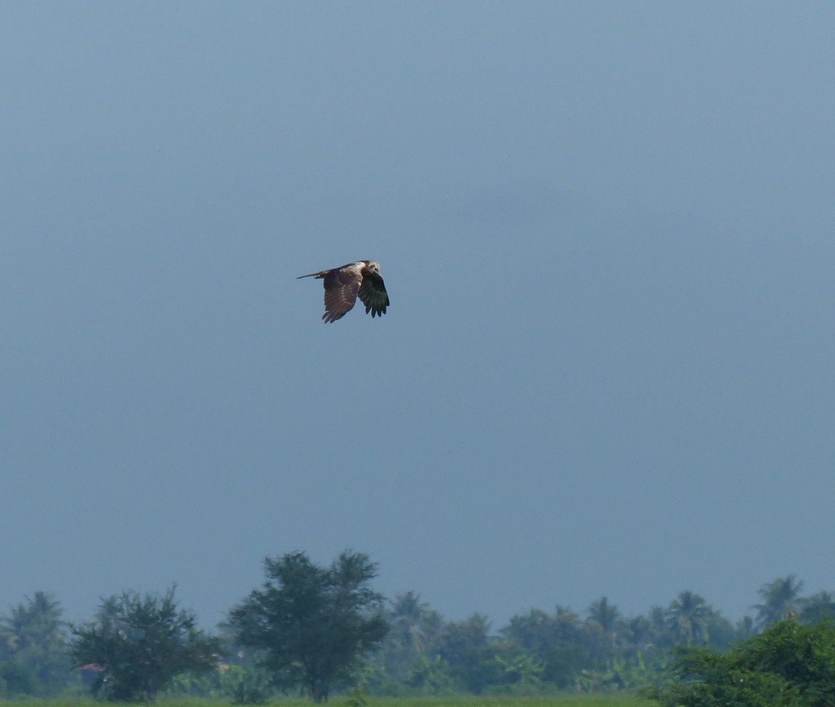 Eastern Marsh Harrier - ML645097867