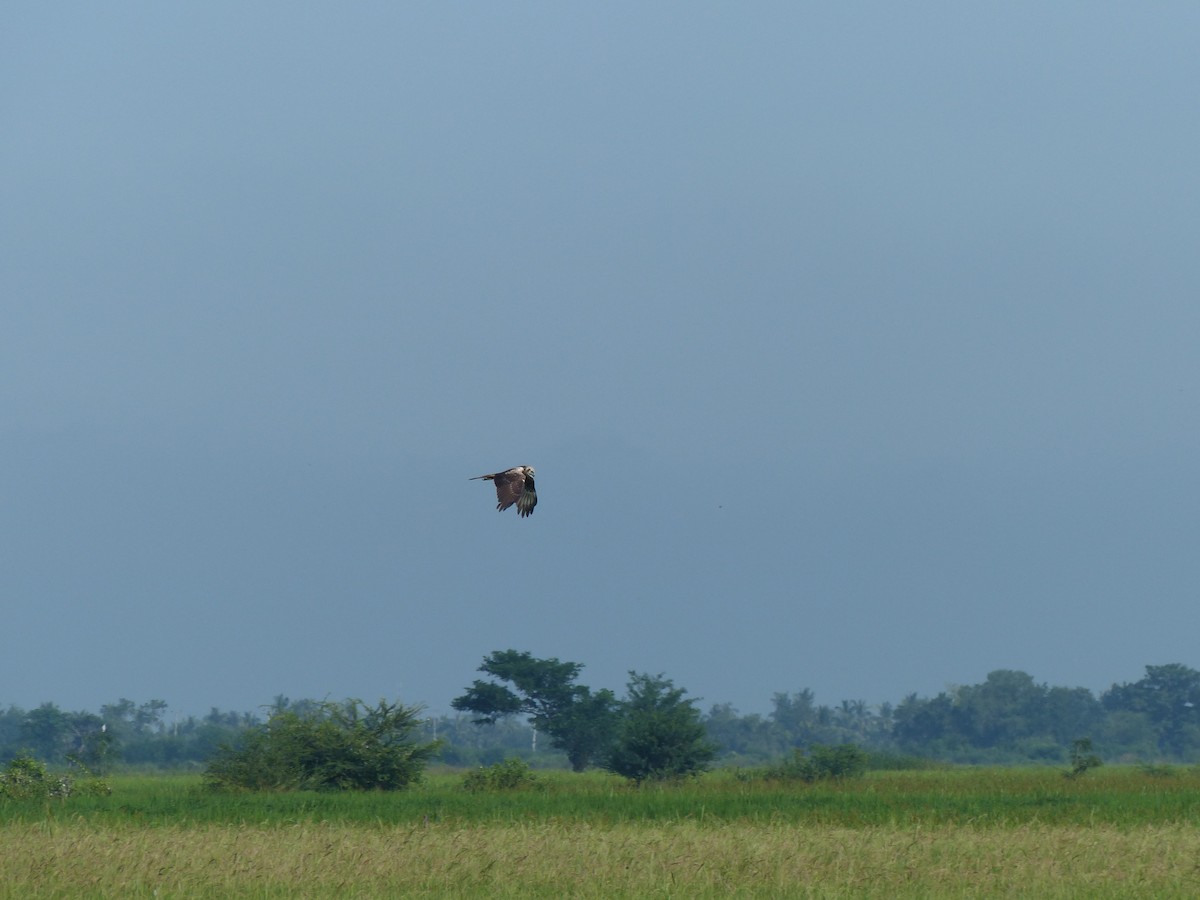 Eastern Marsh Harrier - ML645097870