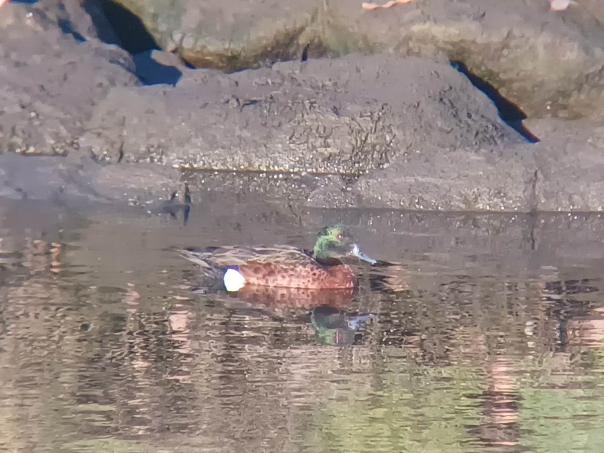 Chestnut Teal - ML645097878