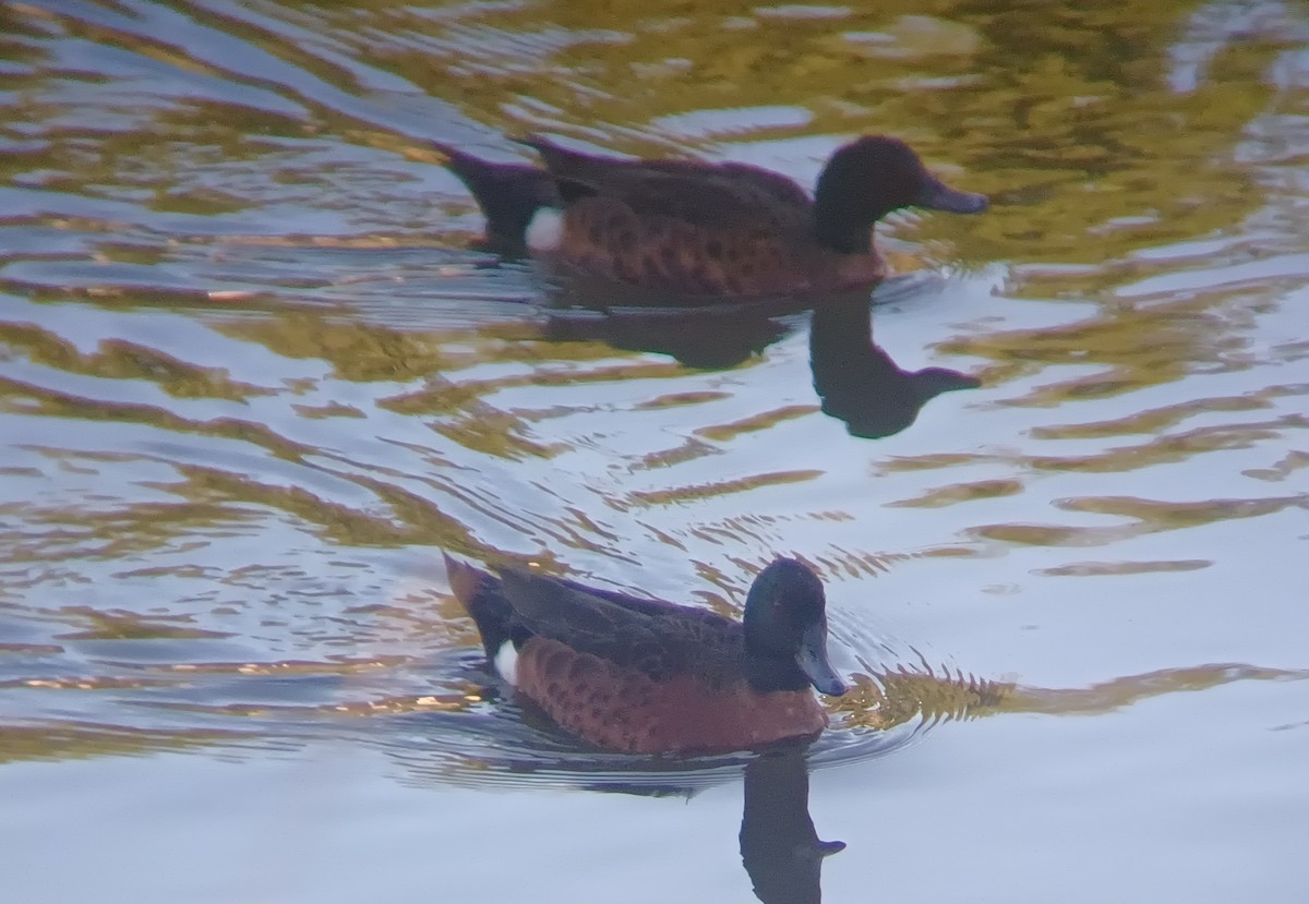 Chestnut Teal - ML645097895