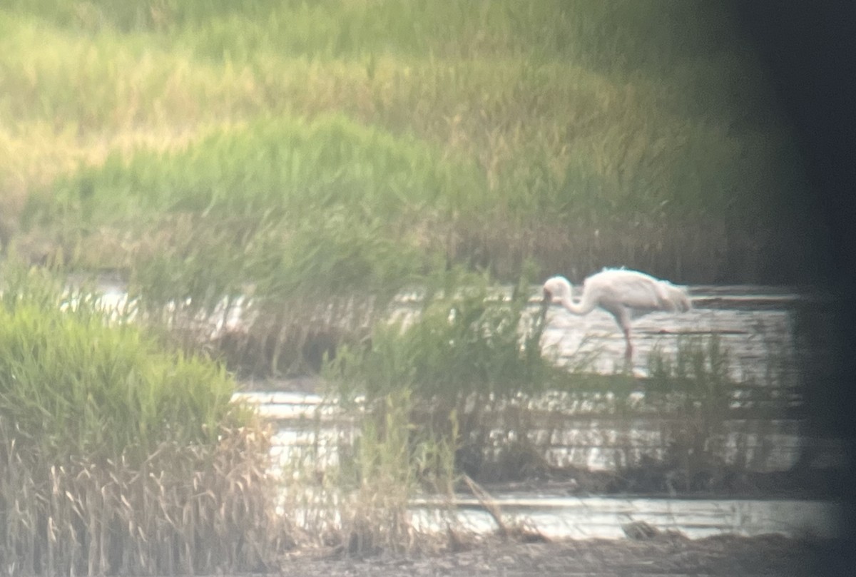 Siberian Crane - ML645097897