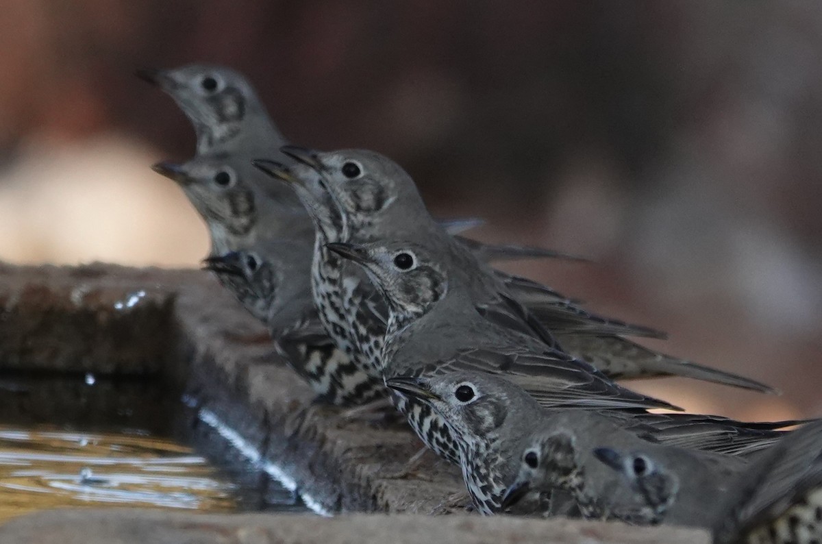 槲鶇 - ML645097909