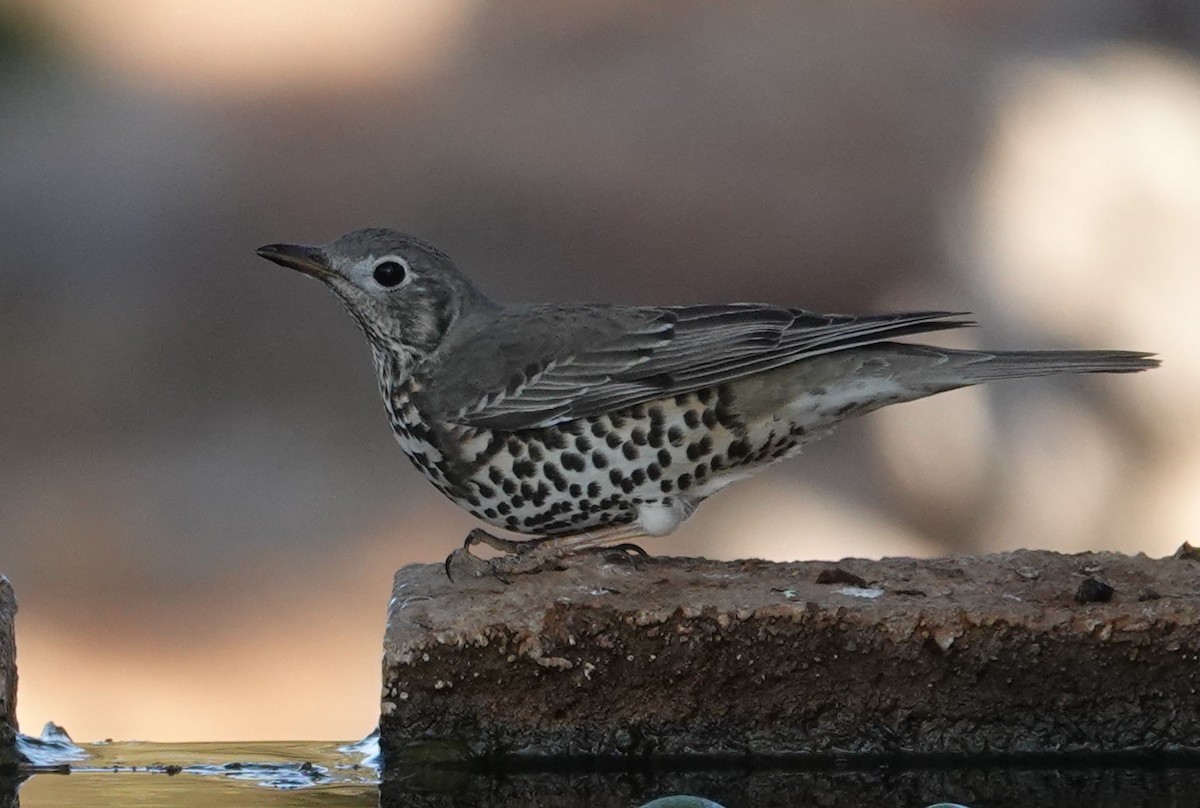 槲鶇 - ML645097910