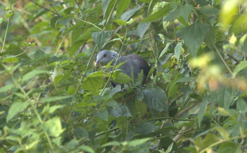 Nilgiri Wood-Pigeon - ML645097941
