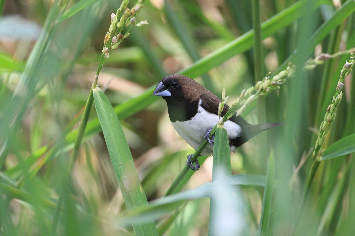 Capuchino de Java - ML645097952