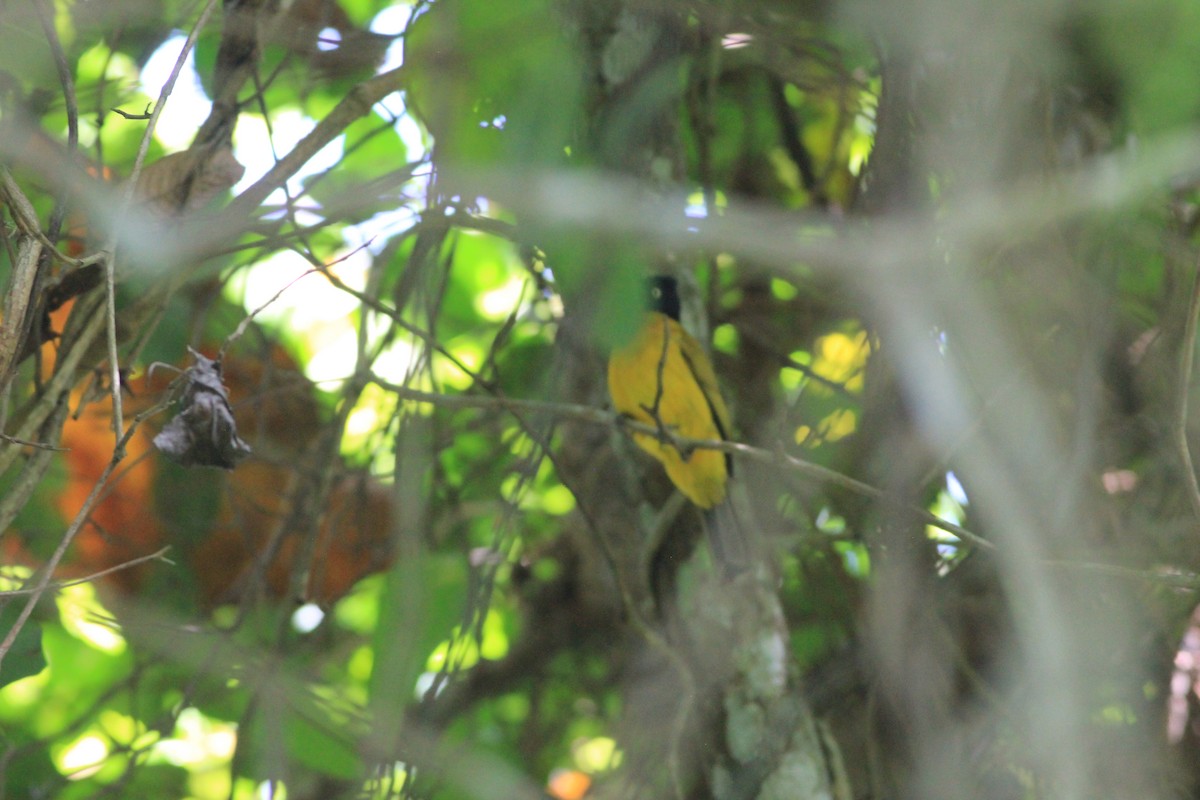 Bulbul Gorjirrojo - ML645097957