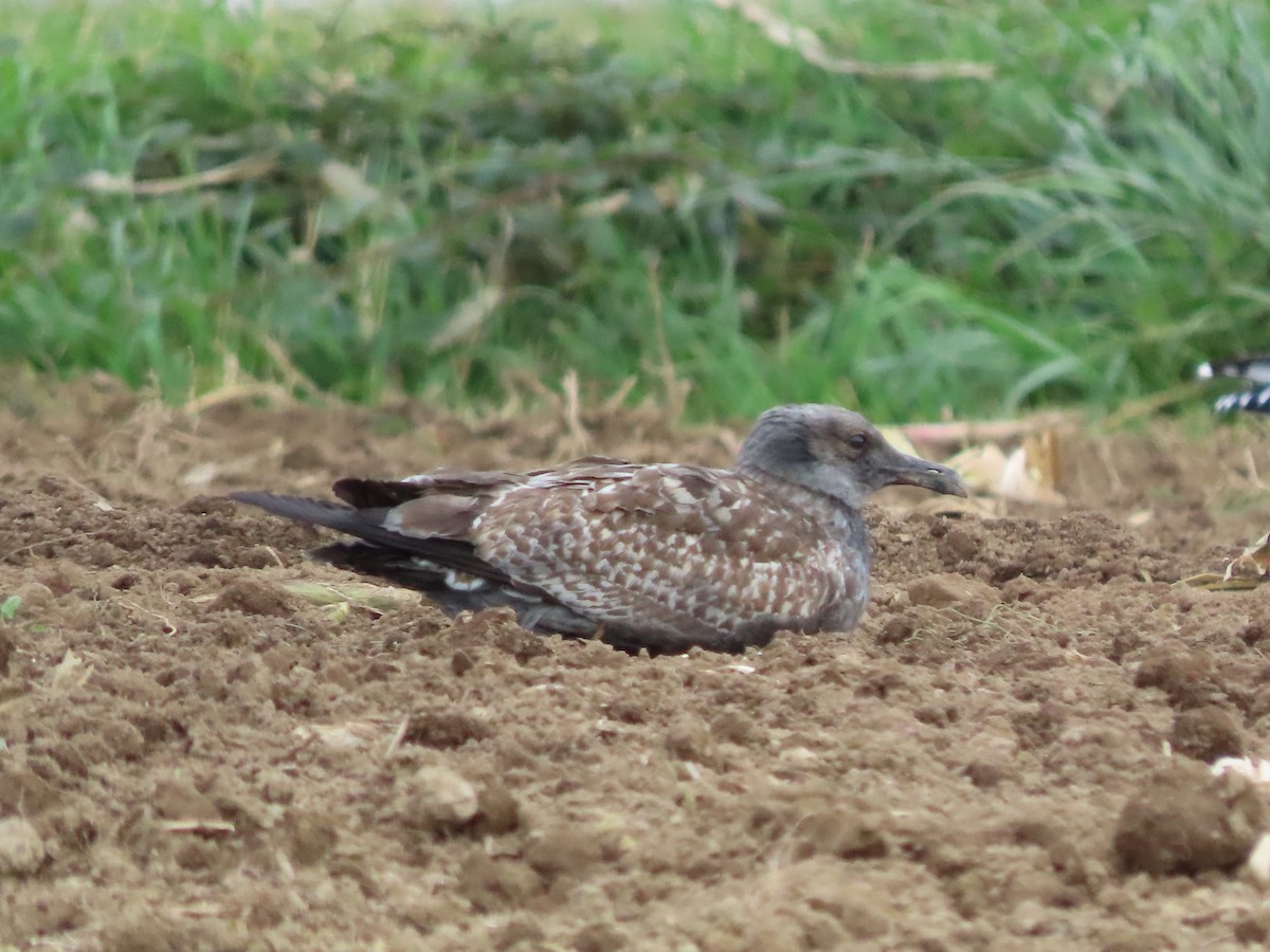 Gaviota Patiamarilla - ML645097958