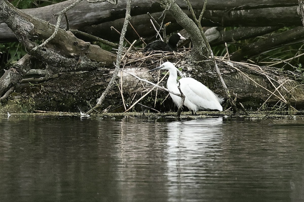 Garceta Común - ML645097960