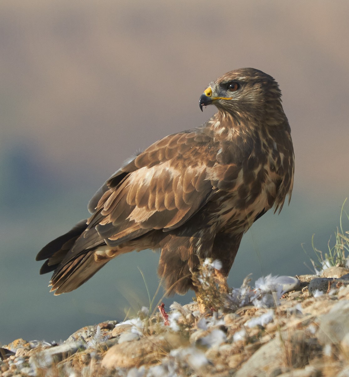 Busardo Ratonero - ML645097961