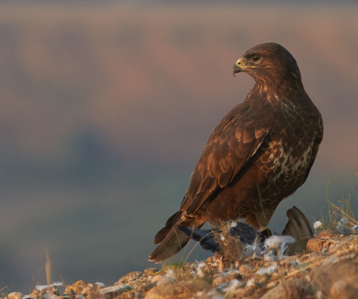 Busardo Ratonero - ML645097962