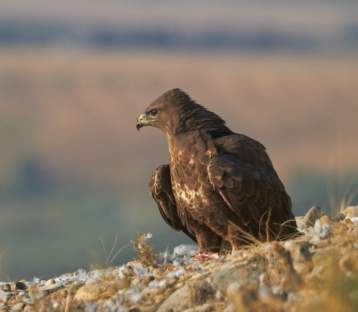 Busardo Ratonero - ML645097964