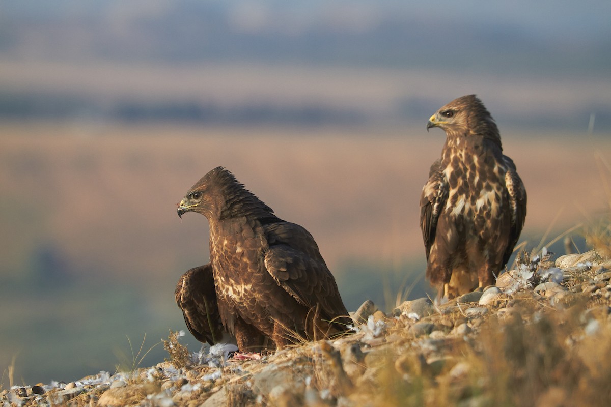 Busardo Ratonero - ML645097966