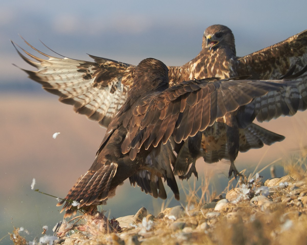 Busardo Ratonero - ML645097967