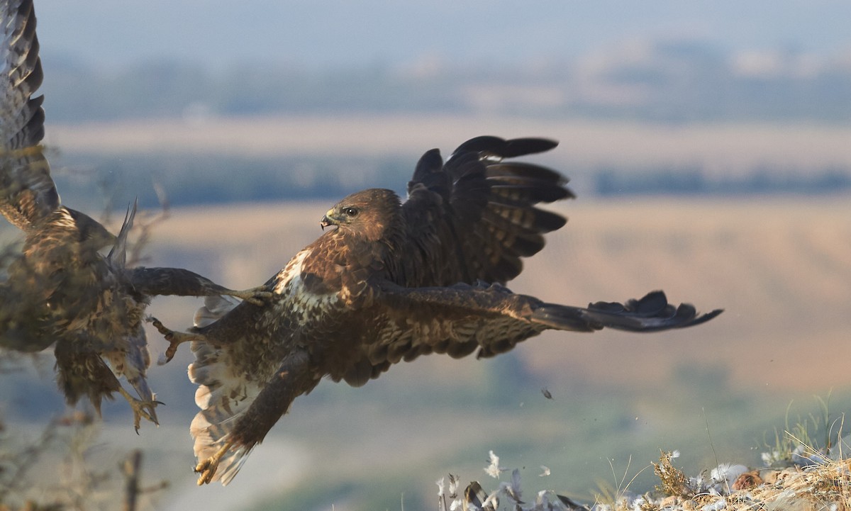 Busardo Ratonero - ML645097968