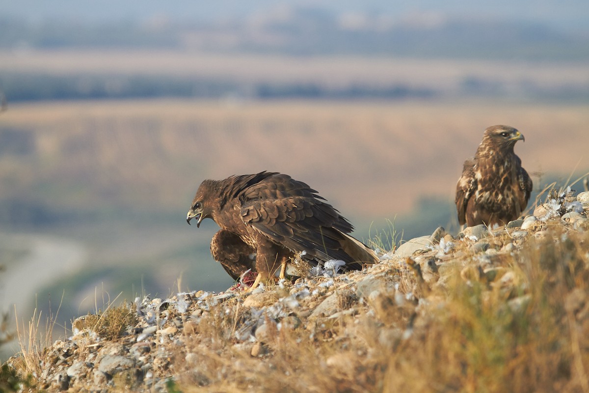 Busardo Ratonero - ML645097969