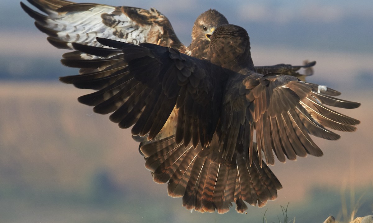 Busardo Ratonero - ML645097970