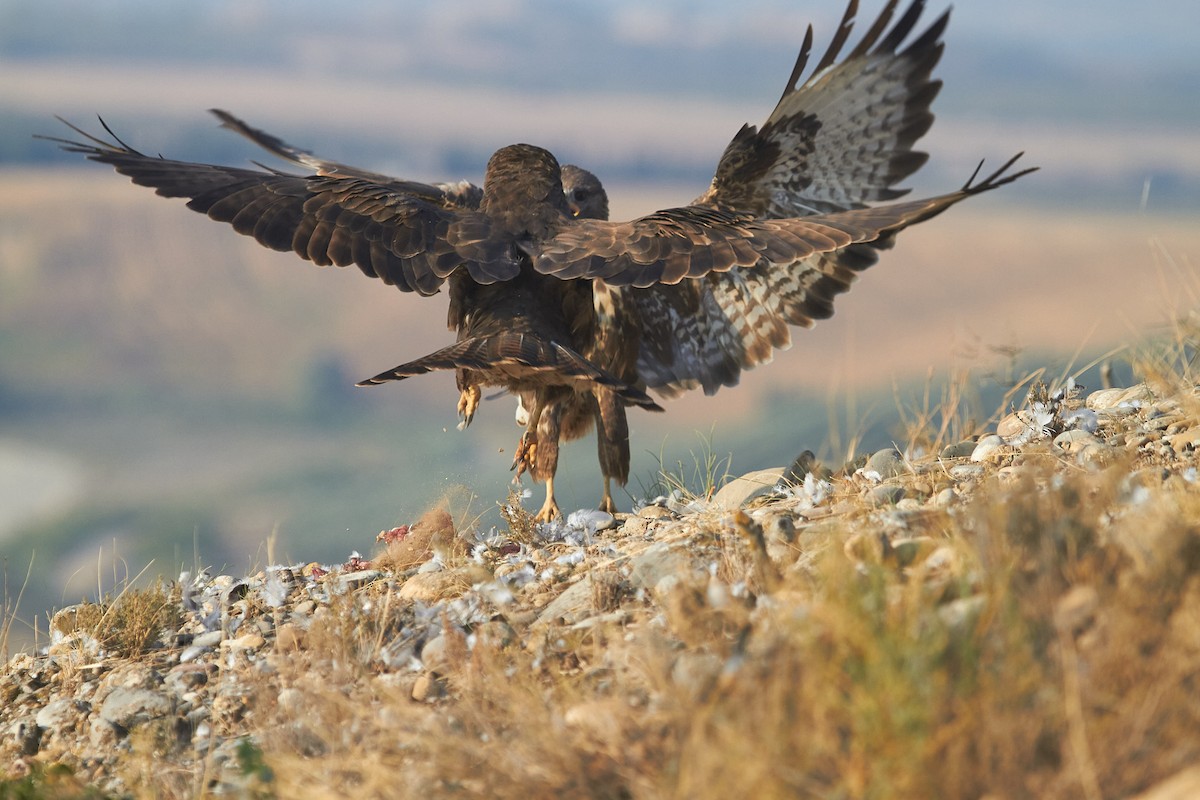 Busardo Ratonero - ML645097971