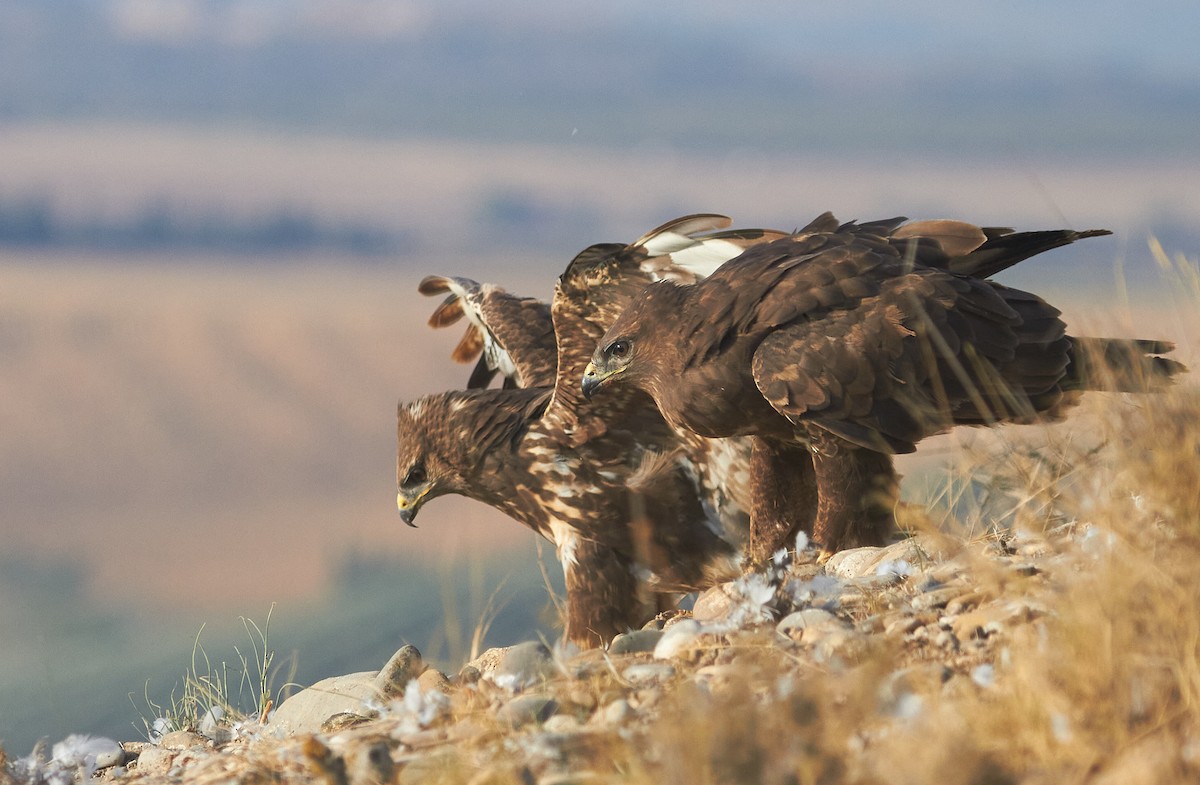 Busardo Ratonero - ML645097972