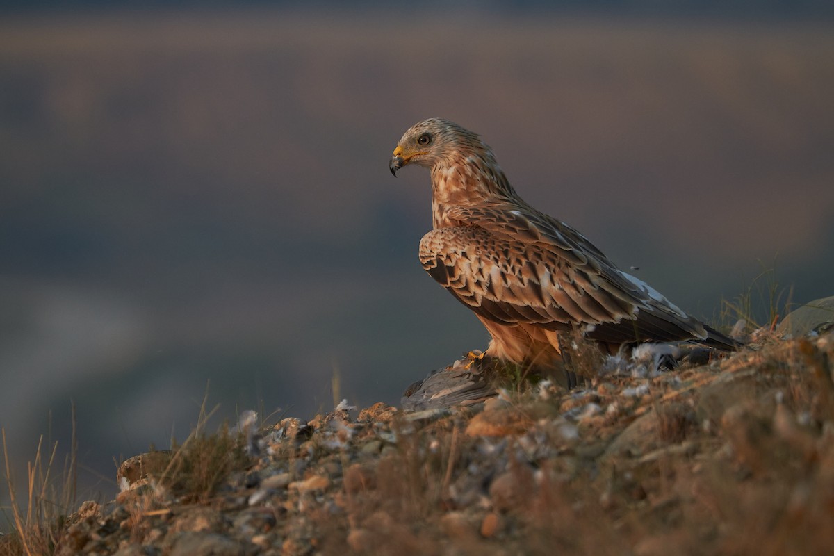 Milano Real - ML645097974