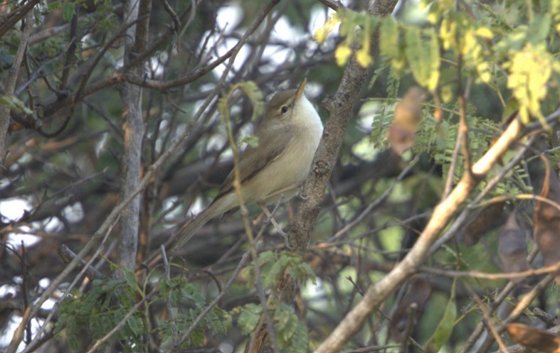 Carricero de Blyth - ML645097975