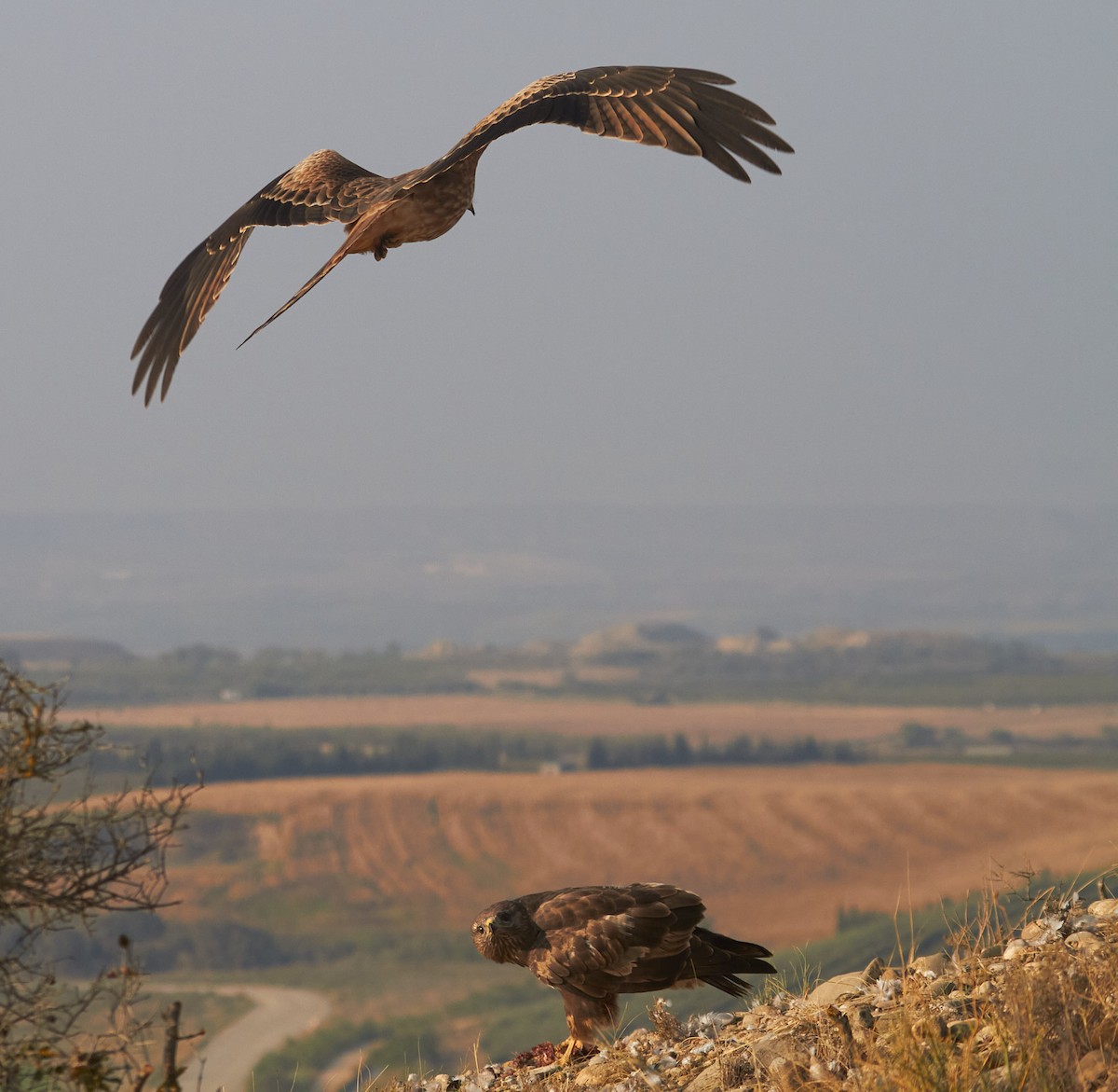 Milano Real - ML645097976