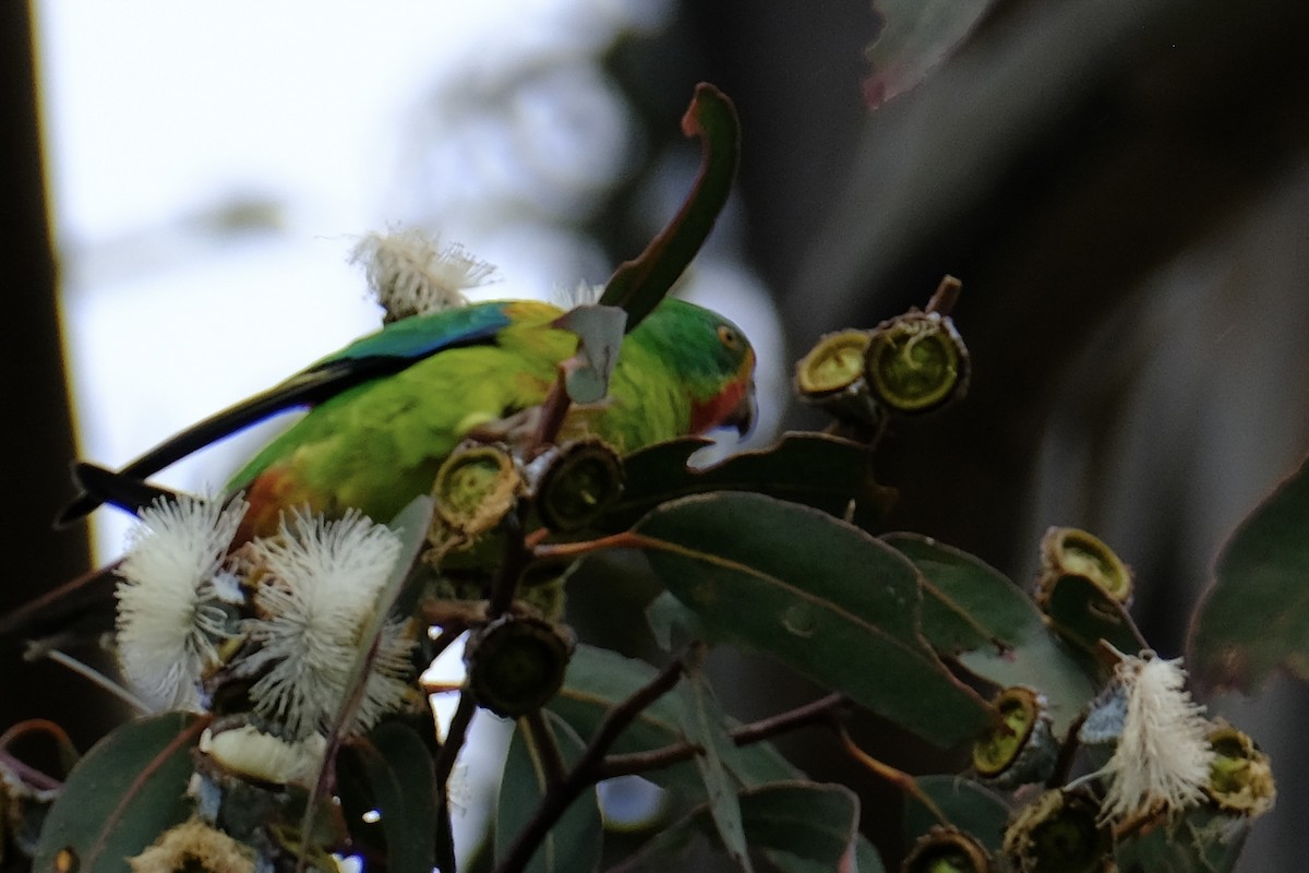 Periquito Migrador - ML645097977