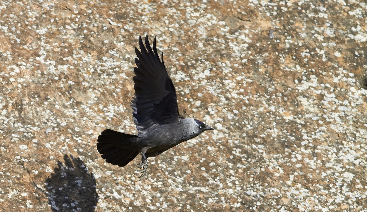 Grajilla Occidental - ML645097978