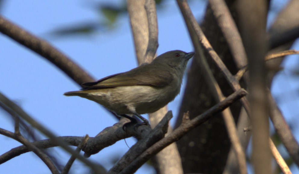 Picaflores Picogrueso - ML645097979