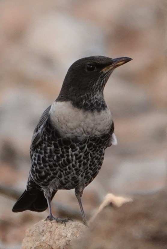 Mirlo Capiblanco - ML645097980